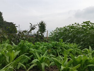 绿意盎然的田间植物景观