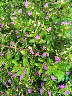 繁茂紫花绿植景观