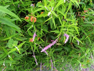 绿叶丛中的多彩花卉