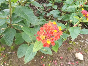 多彩绣球花绽放于绿叶间