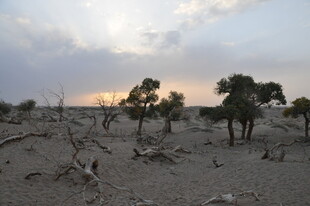 黄昏下的荒凉沙漠景象