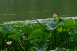 荷花荷叶 