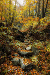 秋日林间小径落叶与石景