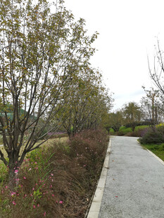 城市中的静谧林荫小道