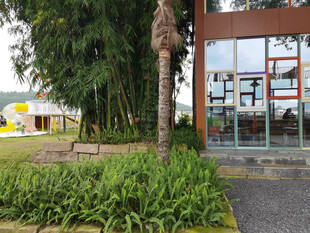 现代庭院绿植景观