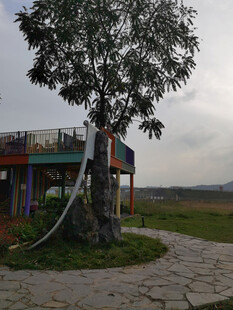 乡村小屋旁的孤树景观