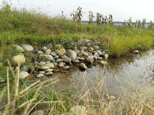溪边石景与繁茂草木