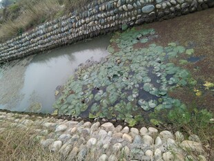 水渠边的石块与浮萍景观