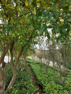 林间绿荫小道自然景致