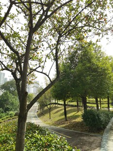 公园林荫小道风景