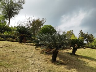 户外草地旁的绿植景观