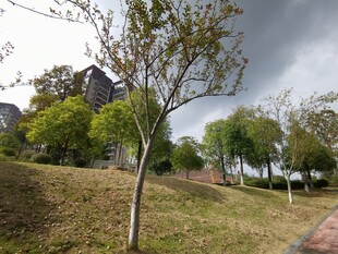 郊外草地旁的树木与房屋