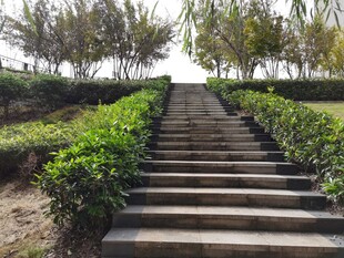 林间石阶绿意盎然的步道