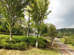 乡村林间小道绿意盎然