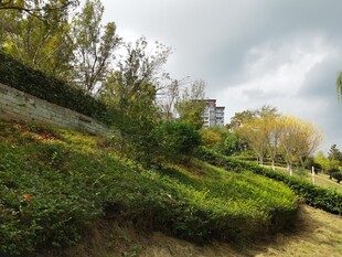 山坡绿植环绕的美丽景致