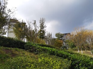 山坡绿植与远处建筑景观