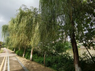 路边垂柳绿意盎然景致美