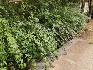 路边翠绿繁茂的灌木丛