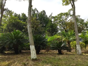 林间绿意盎然的自然景致