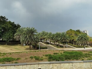 户外葱郁绿植景观