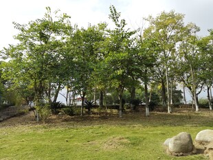 户外绿树草地景观