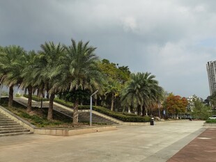 校园林荫道风景