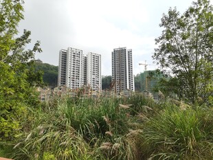 绿植环绕中的高楼景观