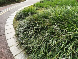 路边葱郁草丛景观