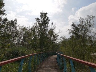 林间彩桥漫步小径