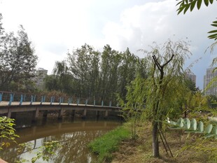 河畔风景桥边垂柳依依