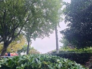 林间绿植环绕的清新景致