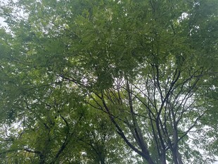 茂密树林中的葱郁树冠