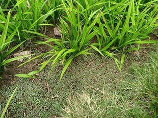 嫩绿草丛中的生机景象