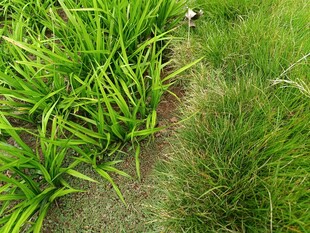 翠绿草地间的生机景象