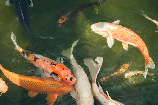 池塘中游动的多彩锦鲤