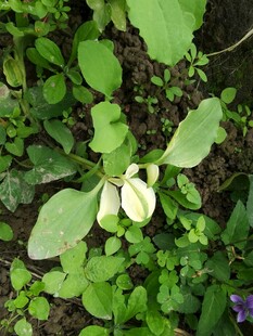 绿叶间的白色花朵