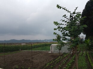 乡村田园风光宁静菜地