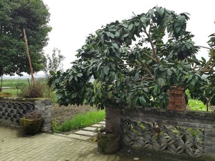 乡村庭院绿植景观一角