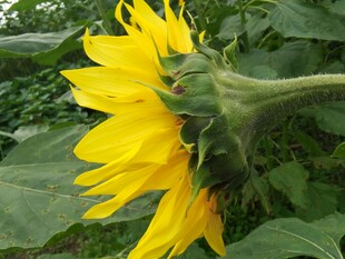 向阳而生的灿烂向日葵