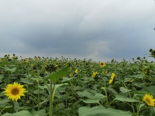 向日葵田中的灿烂花朵