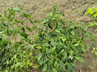 田间生长的绿色辣椒植株