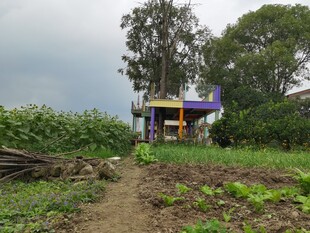 乡村菜园旁的彩色小屋