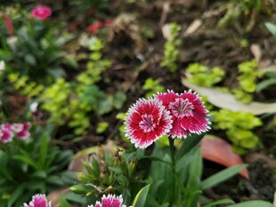 娇艳石竹花绽放于草丛