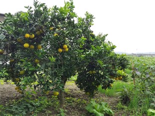 果园中硕果累累的橘子树