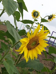 阳光下绽放的灿烂向日葵