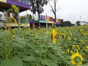 向日葵花海中的多彩建筑