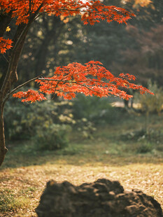 红叶