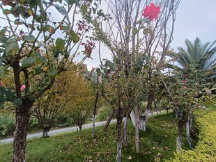 秋日园林果树景观