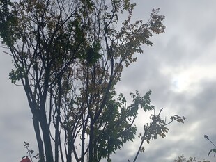 天空下的树木景观