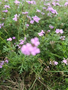 紫色小花绽放于草丛中